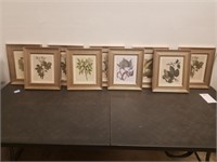 (9) Framed Flower / Plant Prints