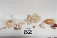 Sea Shell & Coral Lot