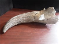 Fossilized bison horn