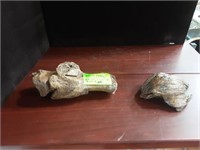 Fossils bison broken and healed leg bone