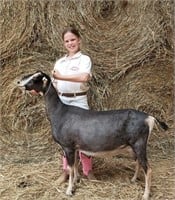 Alayna Horn - Goat