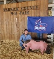 Cordel Heuring - Swine
