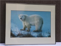 LARGE Polar Bear Framed Lithograph Print