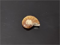 Mid Jurassic period Ammonite fossil- 12.10 tcw
