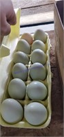 1 Doz Large Green Eating Eggs