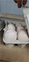 6 Fertile Turkey Eggs