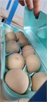 10 Fertile Guinea Eggs