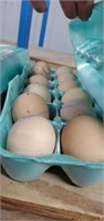 1 Doz Fertile Guinea Eggs