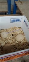 3 Fertile Peafowl Eggs