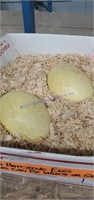 2 Fertile Rhea Eggs - Can Be White Or Gray