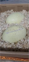 2 Fertile Rhea Eggs - Can Be White Or Gray