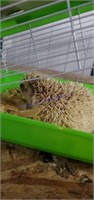 Female Hedgehog W/ Feed