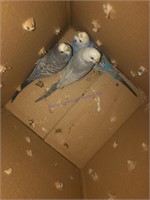 3 Male Parakeets - Not Handled