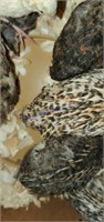 16 Coturnix Quail Chicks - Hatched 6-24-21