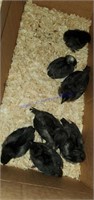 7 Chicks - 6 Black Australorps & 1 Barred Rock