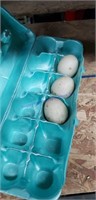 3 Fertile Call Duck Eggs