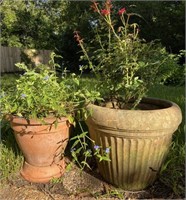 Live Plants Clay Pots