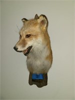 Fox Mount 14" Shoulder Mount