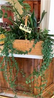 Basket with live plants