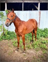 Quarterhorse Bay Mare - has cloudy spot in eye -