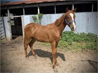 Quarterhorse Sorrel Stallion - DOB 6-16-2020