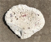 Natural Real White CORAL Reef Specimen