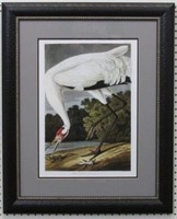 Hooping Crane Adult by John J. Audubon