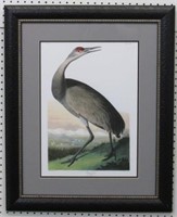 Hooping Crane Young by John J. Audubon