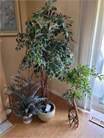 Ficus Tree with Pot,