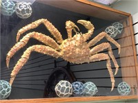 Alaskan King Crab, persevered and nicely displayed