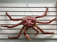 36" preserved Alaska king crab           (P 22)