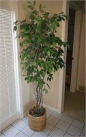 Artificial Fig Tree in Weighted Basket