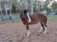 (NSW): LUCY - Clydie x Paint Mare