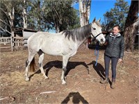 (NSW): MISSY (MISS ANTIPODES 2011) - TB Mare