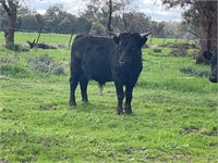 (NSW): 3 Mini Dexters Heifers 1 Mini Dexter Bull