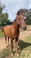 (NSW): RANGERS MOSS - Stock Horse Gelding