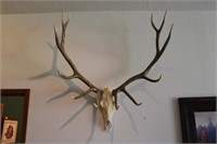 Elk mount