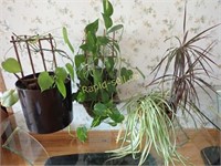Trio of Live Plants