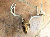 Nine Point Deer Skull