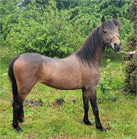 Bug 2 year old 38" tall mini Filly