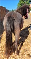 Mouse 2 year old Mini Appy Filly