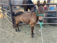 Buck Naked 3yo Mini Mule