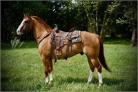 Teardrop 9yo 16h Grade Gelding