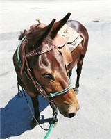 Ranger  -2011 15.3 hand mule gelding