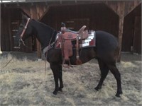 Worm 9yo 15h Grade Fresian Cross Gelding