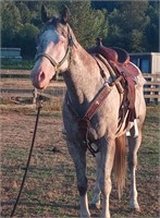 Bella - Reg 2015 Appaloosa Mare 15.2 hands