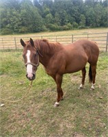 Duke 15 yr old QH Gelding 16h