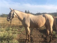 Kings Chex Miracle 17yo 15.1h Registered Mare