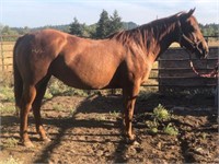 Tootin to be Trouble 19yo 15h Registered QH mare
