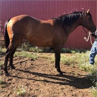 Bubbles 11yo 15h Registered Thoroughbred  Mare